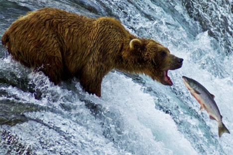 grizzly-bear-eating-salmon